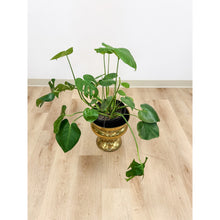 Load image into Gallery viewer, Large Vintage Brass Planter VaseMCM Hollywood Regency Coastal Eclectic