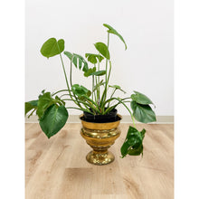 Load image into Gallery viewer, Large Vintage Brass Planter VaseMCM Hollywood Regency Coastal Eclectic