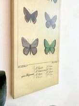 Load image into Gallery viewer, Butterfly Canvas Art Print

